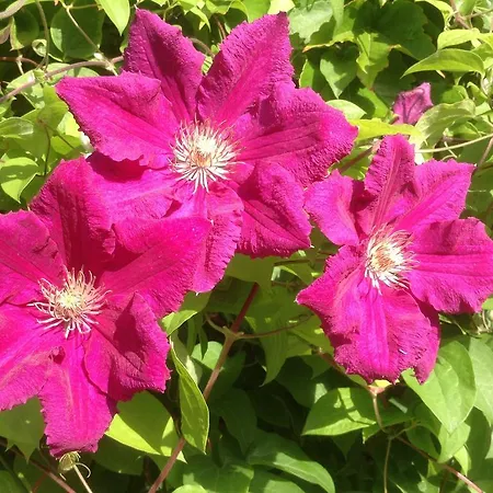 Bed & Breakfast Aux Anges Gardiens Carcassonne